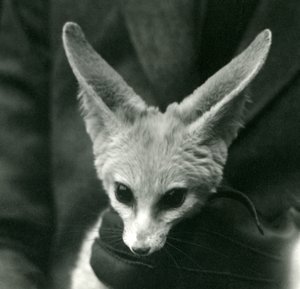 Ein Fennek-Fuchs wird von einem behandschuhten Pfleger am Hals gehalten, 1924 von Frederick William Bond