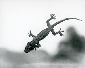 Ein Gecko von unten gesehen, wie er auf Glas klettert und seine spezialisierten Fußpolster zeigt, London Zoo, August 1928 (s/w Foto) von Frederick William Bond