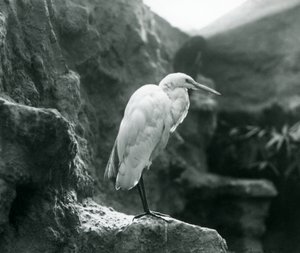 Ein Silberreiher steht auf einem Felsen im Londoner Zoo, September 1927