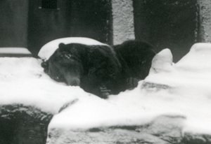 Ein Grizzlybär schläft im Schnee, London Zoo, 1924