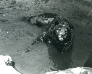 Ein Grizzlybär badet in seinem Pool im Londoner Zoo 1924 von Frederick William Bond