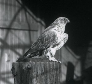 Ein Gerfalke, der auf einem Baumstamm ruht, London Zoo, Dezember 1925 von Frederick William Bond