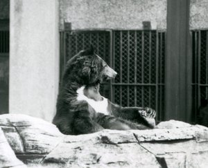 Ein Himalaya-Schwarzbär sitzt auf Felsen und hält seine Zehen, Londoner Zoo