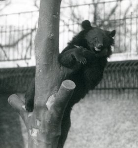 Ein Himalaya-Braunbär (Isabellbär) Dzu-Teh auf einem Baum, London Zoo, 1925 von Frederick William Bond