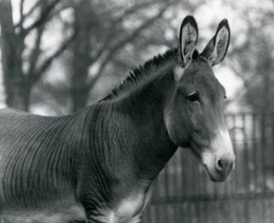 Ein Hybrid-Zebra im Londoner Zoo im Juli 1924 von Frederick William Bond