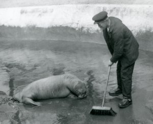 Ein Wärter fegt das Walrossbecken, Londoner Zoo, August 1924