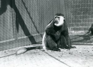 Ein Kikuyu-Schwarz-Weiß-Stummelaffe sitzt in seinem Gehege im Londoner Zoo im Juli 1925 von Frederick William Bond