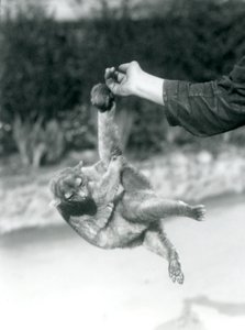 Ein Kinkajou, der an seinem Greifschwanz vom Finger eines Pflegers hängt, Londoner Zoo, September 1925