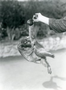 Ein Kinkajou, der an seinem Greifschwanz vom Finger eines Pflegers hängt, Londoner Zoo, September 1925 von Frederick William Bond