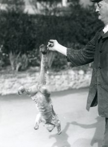 Ein Kinkajou, der kopfüber an seinem Greifschwanz vom Finger eines Pflegers hängt, Londoner Zoo, September 1925