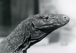 Ein Komodowaran im Londoner Zoo im August 1928