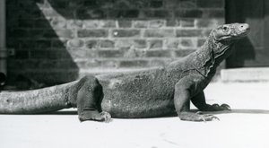 Ein Komodowaran im Londoner Zoo im August 1928