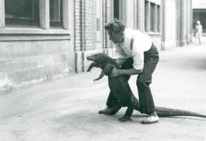 Ein Komodowaran, der von einem Pfleger im Londoner Zoo im August 1928 auf seine Hinterbeine gehalten wird