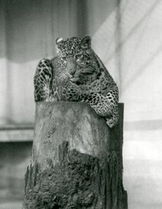 Ein Leopard liegt auf der Spitze eines Baumstumpfes, Londoner Zoo