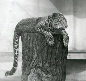 Ein Leopard liegt auf einem Baumstumpf mit herabhängendem Schwanz, London Zoo