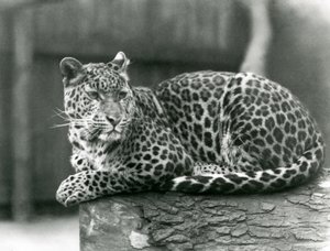 Ein Leopard ruht auf einem Baumstamm im Londoner Zoo im Jahr 1929