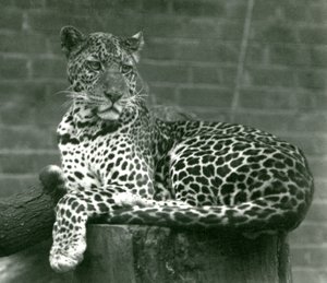 Ein Leopard sitzt auf einem Baumstumpf im Londoner Zoo, 1924