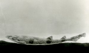 Ein Kleingefleckter Katzenhai im Londoner Zoo, 1924