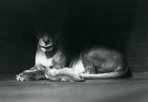 Ein Löwenjunges liegt mit seiner Mutter im Schatten des hinteren Teils ihres Geheges, Londoner Zoo, Oktober 1925