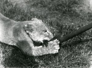Ein Löwenjunges spielt mit einem Mopp, den sein Pfleger hält, auf dem Gras vor seinem Gehege, Londoner Zoo, September 1925