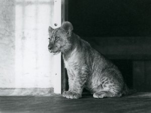 Ein Löwenjunges sitzt auf dem Boden im Londoner Zoo im Jahr 1930 (s/w Foto)