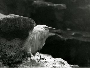 Ein Seidenreiher ruht zwischen Felsen im London Zoo im Jahr 1930 (s/w Foto)