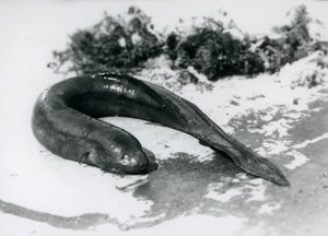 Ein Lungenfisch ruht außerhalb des Wassers im London Zoo, September 1928