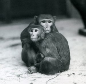 Ein Makake mit ihrem Baby, die zusammen auf dem Boden ihres Geheges im Londoner Zoo sitzen von Frederick William Bond