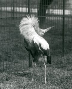 Ein Maguaristorch führt die Auf-und-Ab-Anzeige durch, London Zoo, Juli 1925 von Frederick William Bond