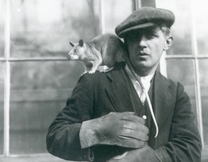 Eine madagassische Riesenspringratte sitzt auf der Schulter ihres Wärters, Londoner Zoo