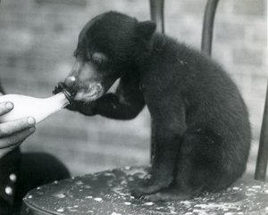 Ein Malaiischer oder Sonnenbärenjunges sitzt auf einem Stuhl und wird von seinem Pfleger im Londoner Zoo gefüttert, 1920er Jahre