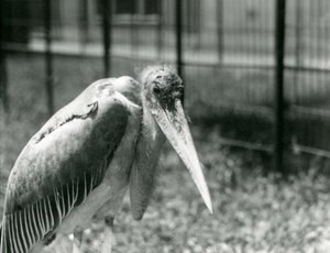 Ein Marabu-Storch steht in seinem Gehege im London Zoo, September 1928 von Frederick William Bond