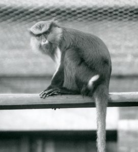 Ein Mona-Affe sitzt auf einer horizontalen Stange in seinem Gehege im Londoner Zoo im September 1925 von Frederick William Bond
