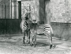 Ein Bergzebra und ihr Fohlen im Londoner Zoo, 1929 (s/w Foto)