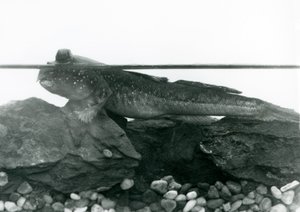 Ein Schlammspringer, der auf untergetauchten Felsen ruht, mit seinen Augen über Wasser, Londoner Zoo