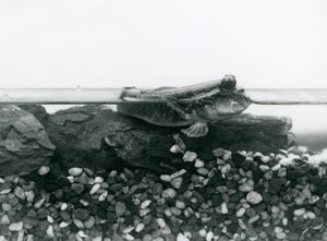 Ein Schlammspringer, der auf untergetauchten Felsen ruht, mit seinen Augen über Wasser, London Zoo