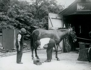 Ein Maultier wird im London Zoo im Jahr 1924 beschlagen
