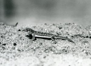 Ein namibischer Sandgecko/Webfußgecko steht auf Sand, London Zoo, September 1928 (s/w Foto) von Frederick William Bond