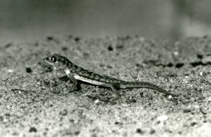 Ein Namib-Sandgecko/Web-Fußgecko, der auf Sand steht, London Zoo, September 1928 von Frederick William Bond