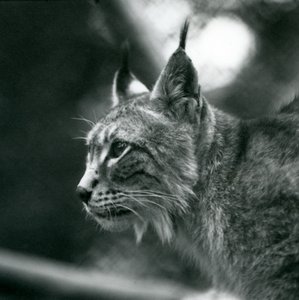 Ein Nordluchs im London Zoo, Juli 1925