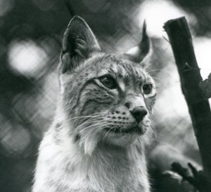 Ein Nordluchs im London Zoo, Juli 1925