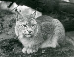 Ein Nordluchs, der auf einem Felsen sitzt, Londoner Zoo, Oktober 1925