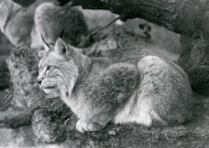 Ein Nordluchs, der auf einem Felsen sitzt, Londoner Zoo, Oktober 1925