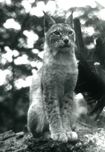 Ein Nordluchs sitzt im London Zoo, Juli 1925