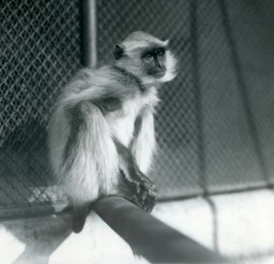 Ein Nördlicher Flachland-Grauer Langur, der auf einem Ast in seinem Gehege im Londoner Zoo sitzt, 1928 von Frederick William Bond
