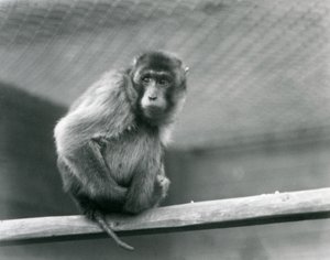 Ein Schweinsaffen-Makak, der auf einem Ast in seinem Gehege im Londoner Zoo sitzt von Frederick William Bond