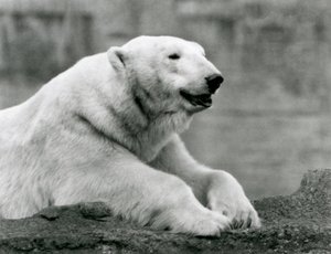 Ein Eisbär ruht auf einem felsigen Vorsprung im Londoner Zoo im Jahr 1931