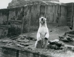 Ein Eisbär sitzt in seinem Gehege an der Basis der Mappin Terrassen im London Zoo, September 1928