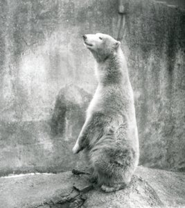 Ein Eisbär sitzt auf seinen Hinterbeinen im London Zoo im Jahr 1929 (s/w Foto)