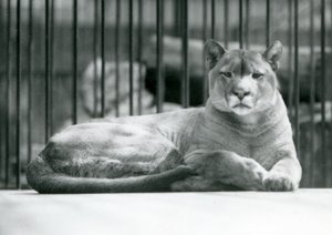 Ein Puma/Berglöwe liegt in seinem Gehege im Londoner Zoo im Juni 1925